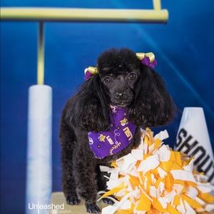 Meet your Posher, Ashton